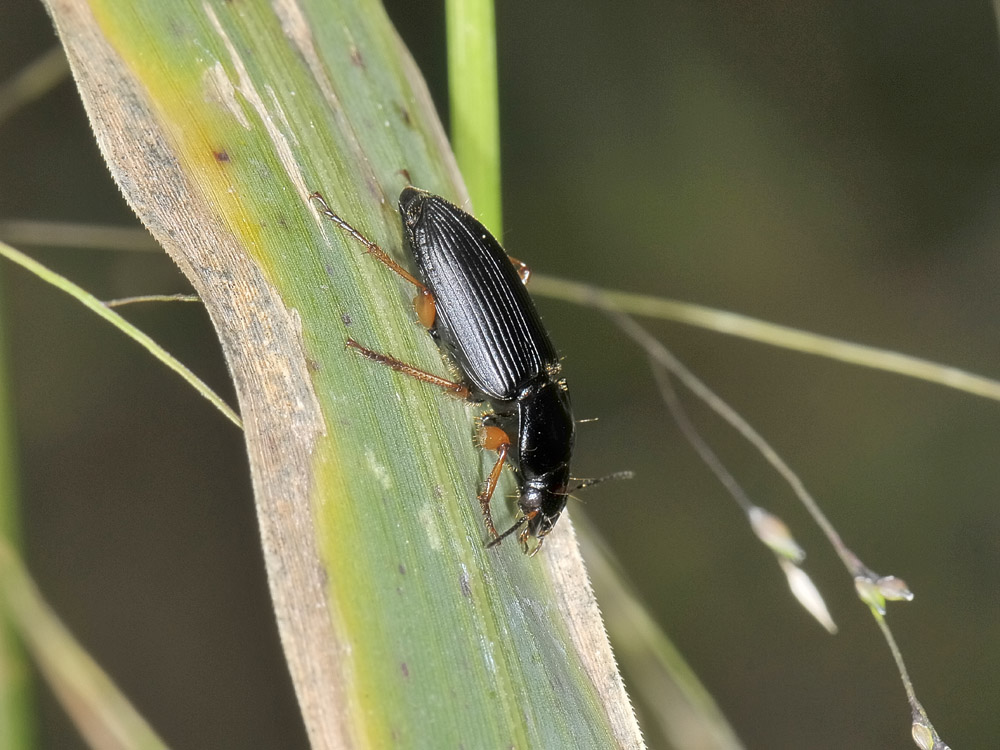 Anisodactylus nemorivagus? No, Anisodactylus binotatus